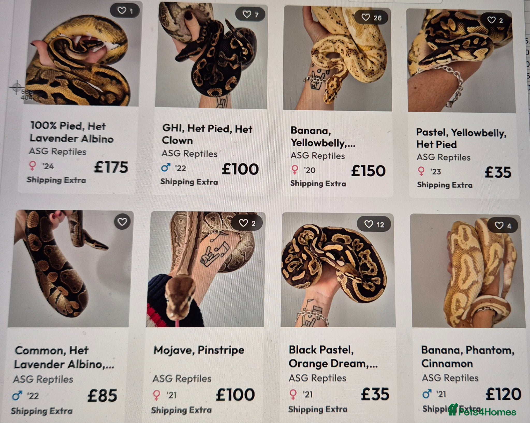 Python Snake reptiles Various ball (royal) pythons. - Advert 16