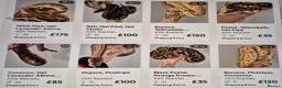 Python Snake reptiles for sale: Various ball (royal) pythons. - Advert 1