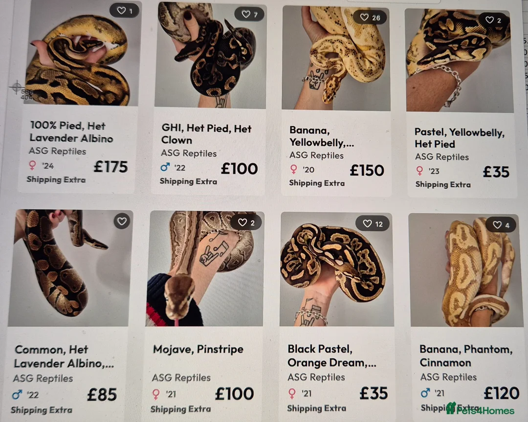 Python Snake reptiles for sale: Various ball (royal) pythons. - Advert 1
