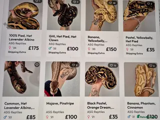 Python Snake reptiles Various ball (royal) pythons. - Advert 1