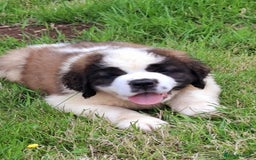Saint Bernard dogs for sale: KC reg Saint Bernard puppies READY NOW - Image 20