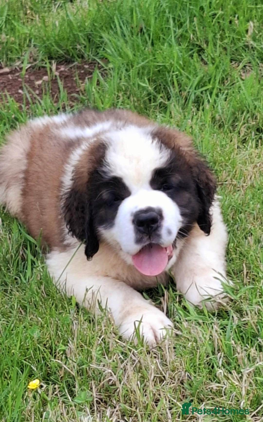 Saint Bernard dogs for sale: KC reg Saint Bernard puppies READY NOW - Image 20