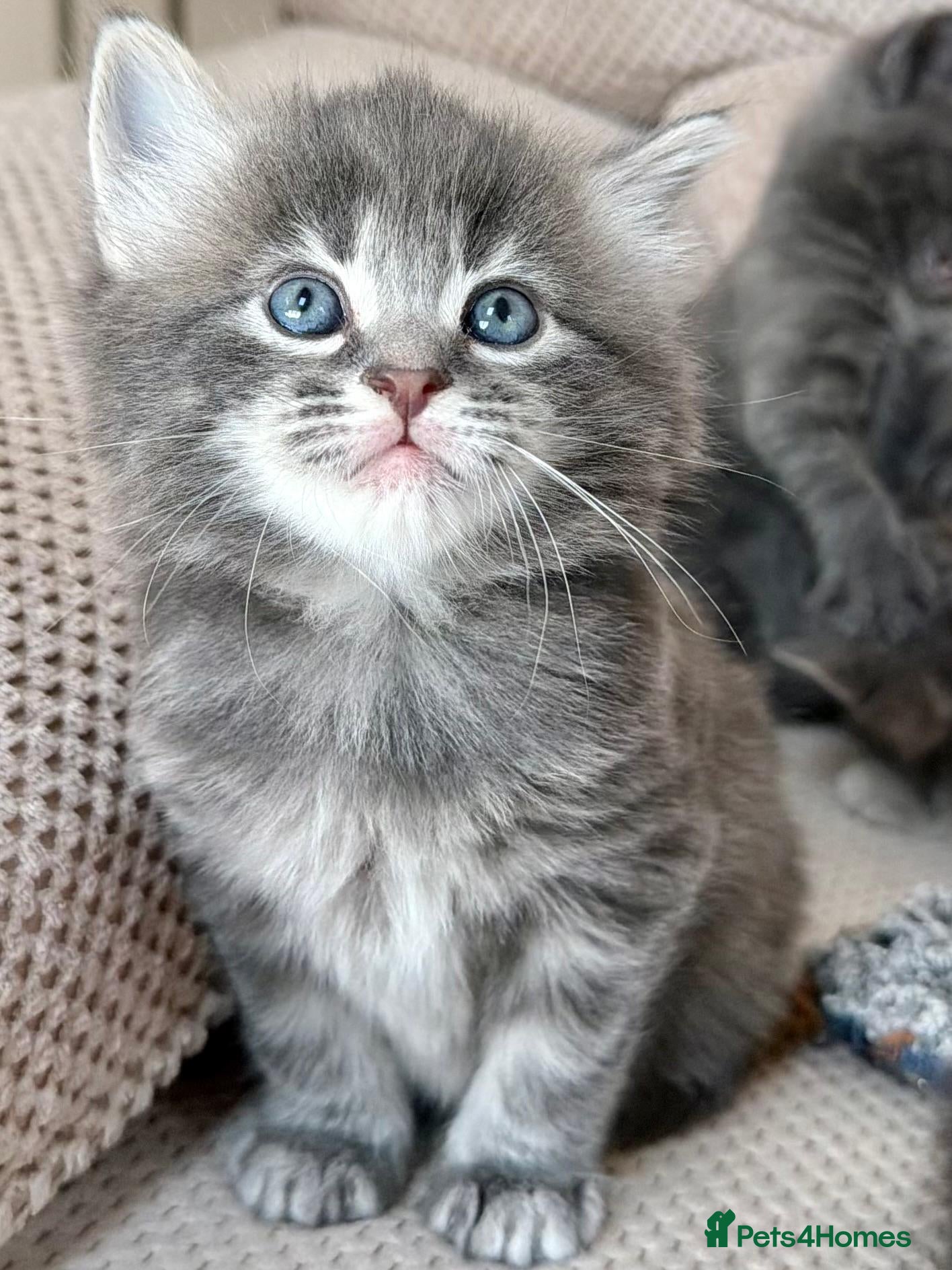 Mixed Breed cats for sale: Gorgeous 5 Adorable Kittens Ready For Home 💕 - Advert 2