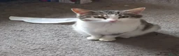 Mixed Breed cats for sale: Kittens - Advert 2