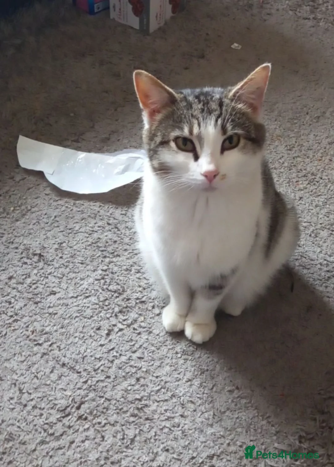 Mixed Breed cats for sale: Kittens - Advert 2