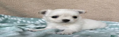 Chihuahua 2