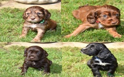Cocker Spaniel dogs for sale: Kc Reg Cocker Spaniel Puppies Available - Image 5