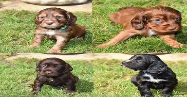 Cocker Spaniel dogs - Advert 8