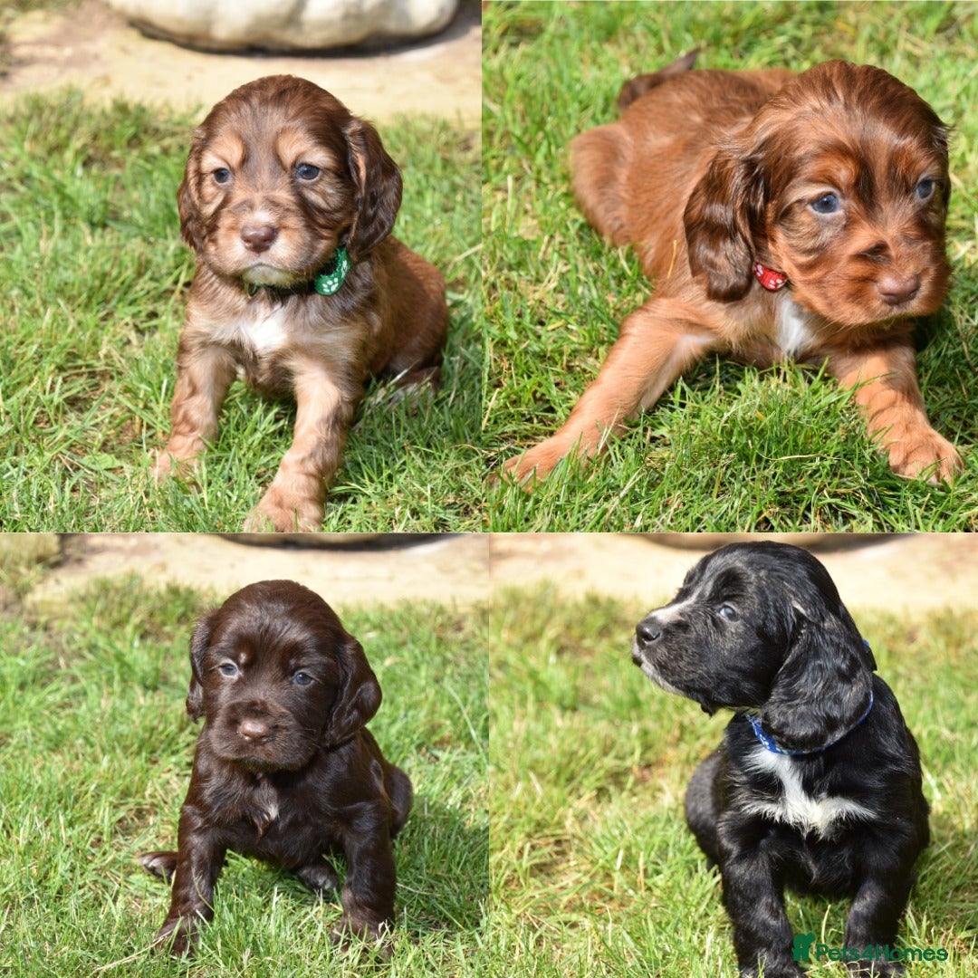 Cocker Spaniel dogs for sale: Kc Reg Cocker Spaniel Puppies Available - Image 5