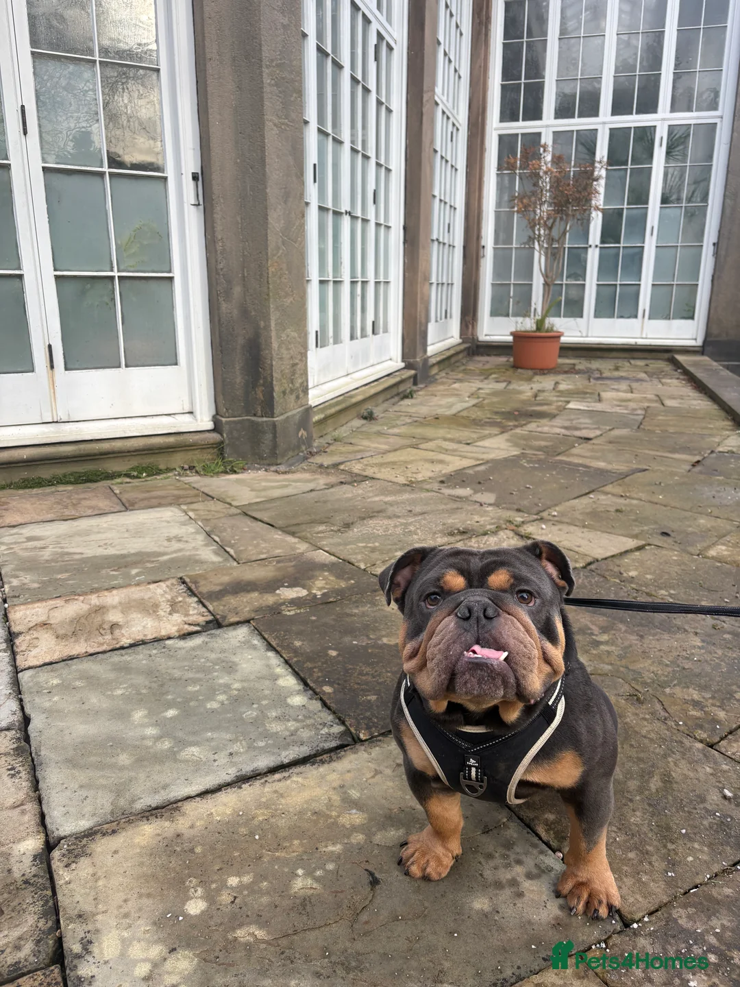 English Bulldog dogs for sale: English bulldog for rehoming  in Leigh - Advert 2