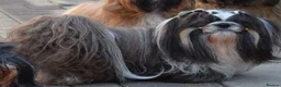 Shih Tzu dogs for stud: RKC Standard Shih Tzu - stud  - Advert 5