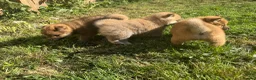 Japanese Shiba Inu dogs for sale: Health tested champion bloodline small size Shiba  - Advert 10
