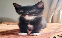Domestic Shorthair cats for sale: 2 beautiful boys - Image 8