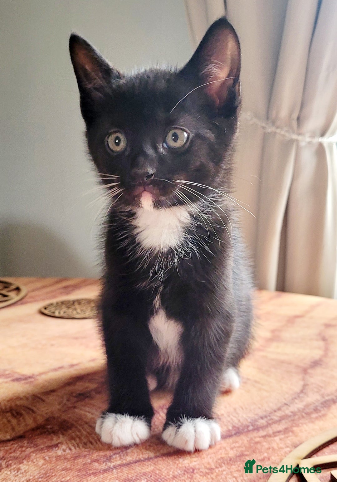 Domestic Shorthair cats for sale: 2 beautiful boys - Image 8