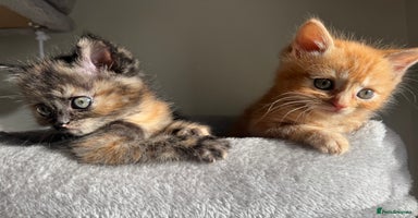 Persian cats mixed bombay and persian kittens  - Advert 4