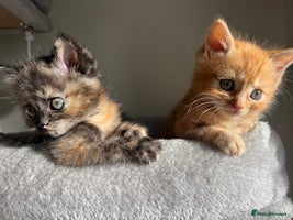 Persian cats mixed bombay and persian kittens - Advert 4