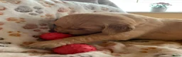 Golden Retriever dogs for sale: Golden Retriever puppies  in Saltburn-by-the-Sea - Advert 6