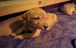 Mixed Breed dogs for sale: Vizla Labrador Puppies - Image 6