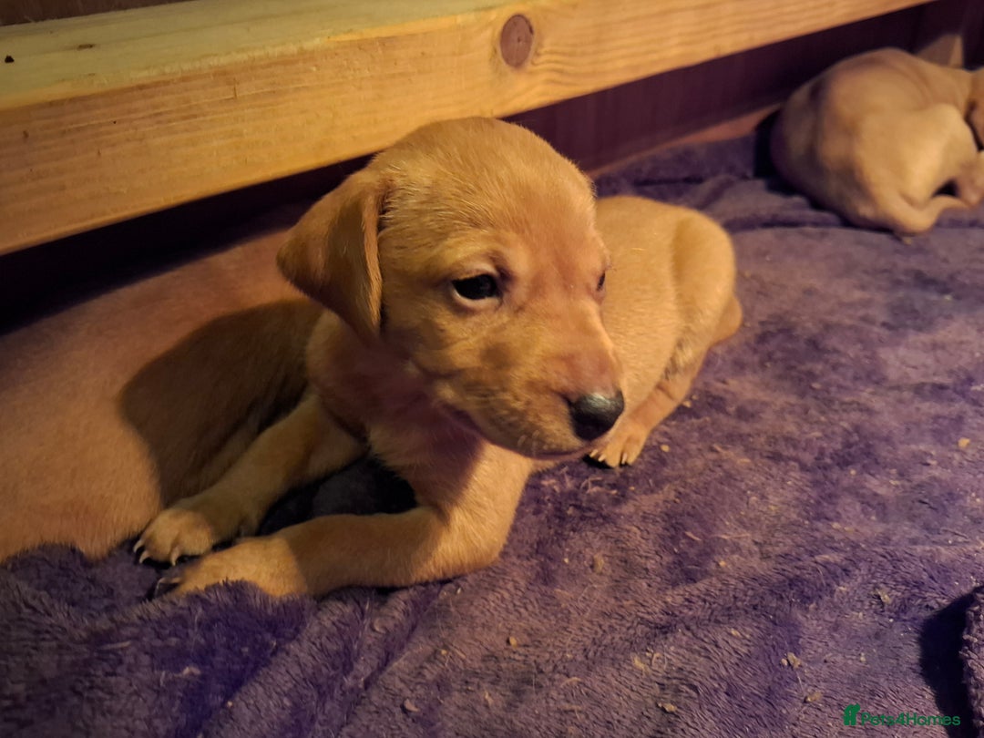 Mixed Breed dogs for sale: Vizla Labrador Puppies - Image 6