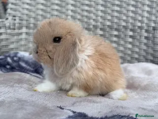 Mini Lop rabbits Mini Lops available to reserve- to leave 26/10 - Advert 16