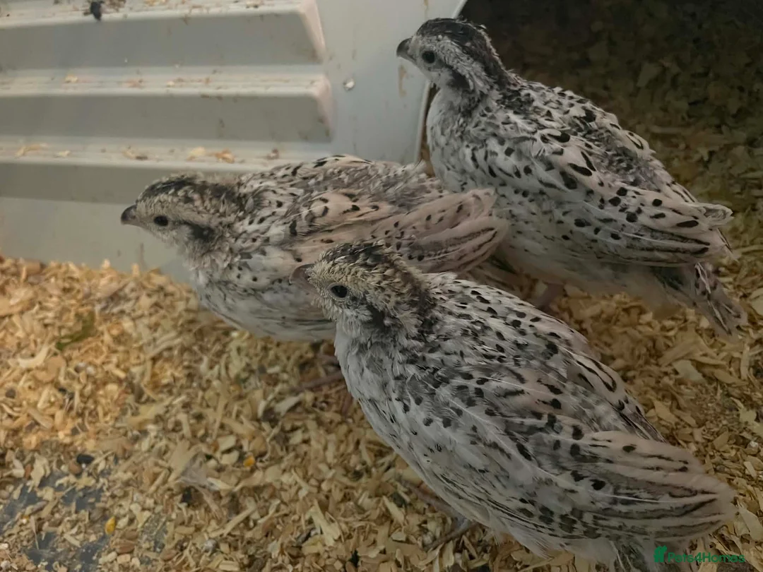 Quail poultry for sale: Bobwhite Snowflake's! - Advert 4