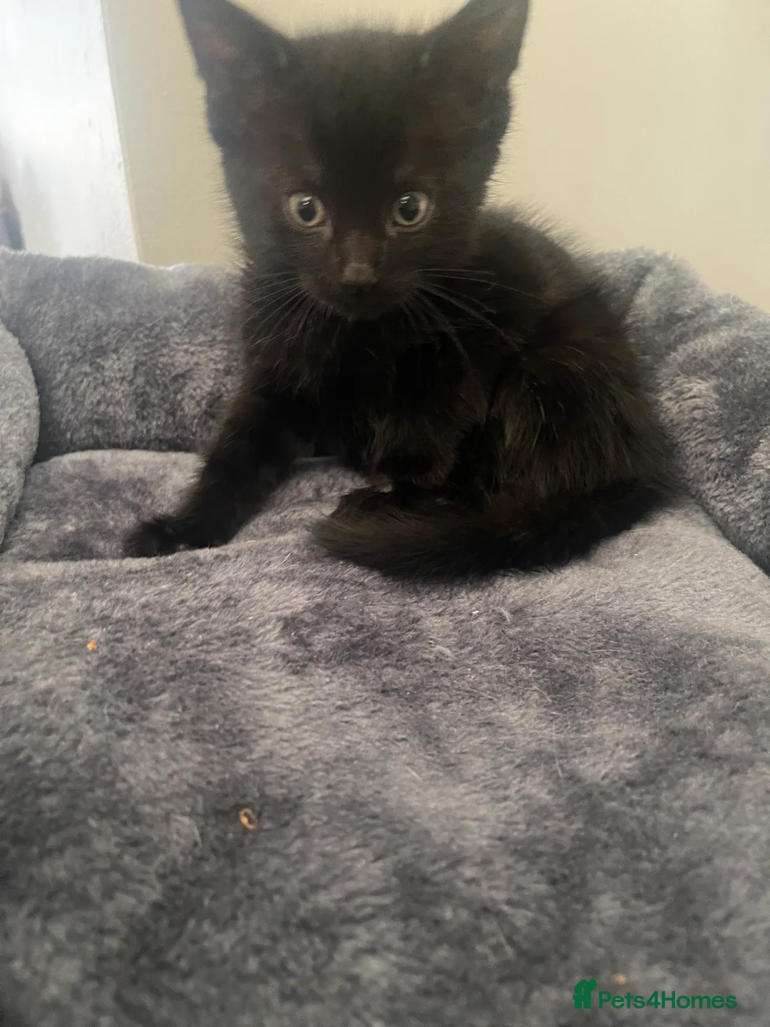 Mixed Breed cats for sale: Kittens for sale - Advert 2