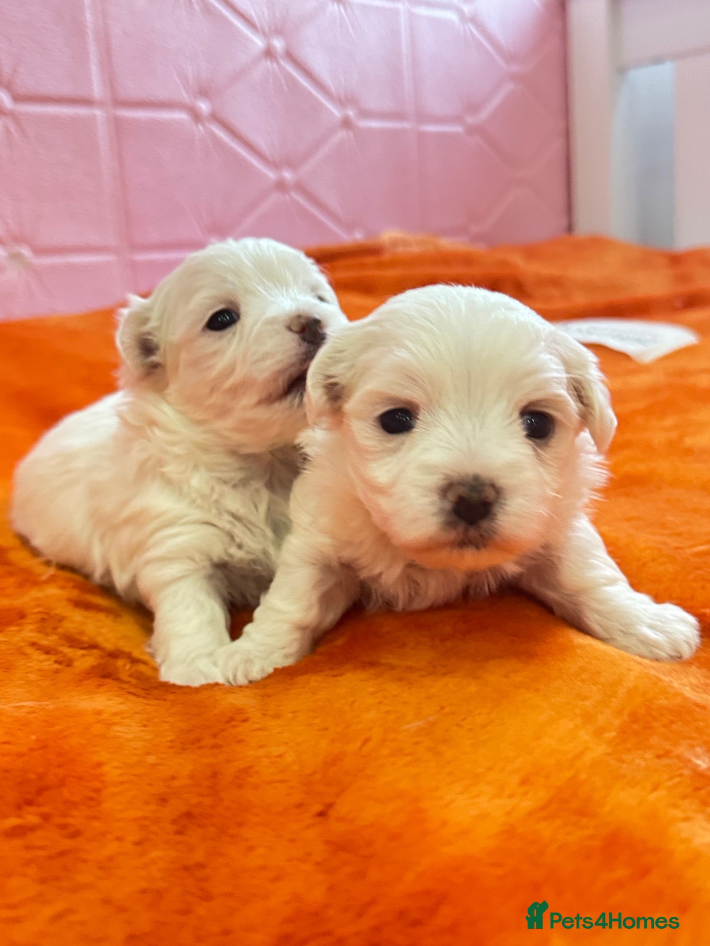 Maltese dogs 🐾💕 ADORABLE TINY PURE MALTESE - RESERVE NOW!  - Advert 1