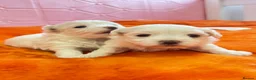 Maltese dogs for sale: 🐾💕 ADORABLE TINY PURE MALTESE - RESERVE NOW!  - Advert 1