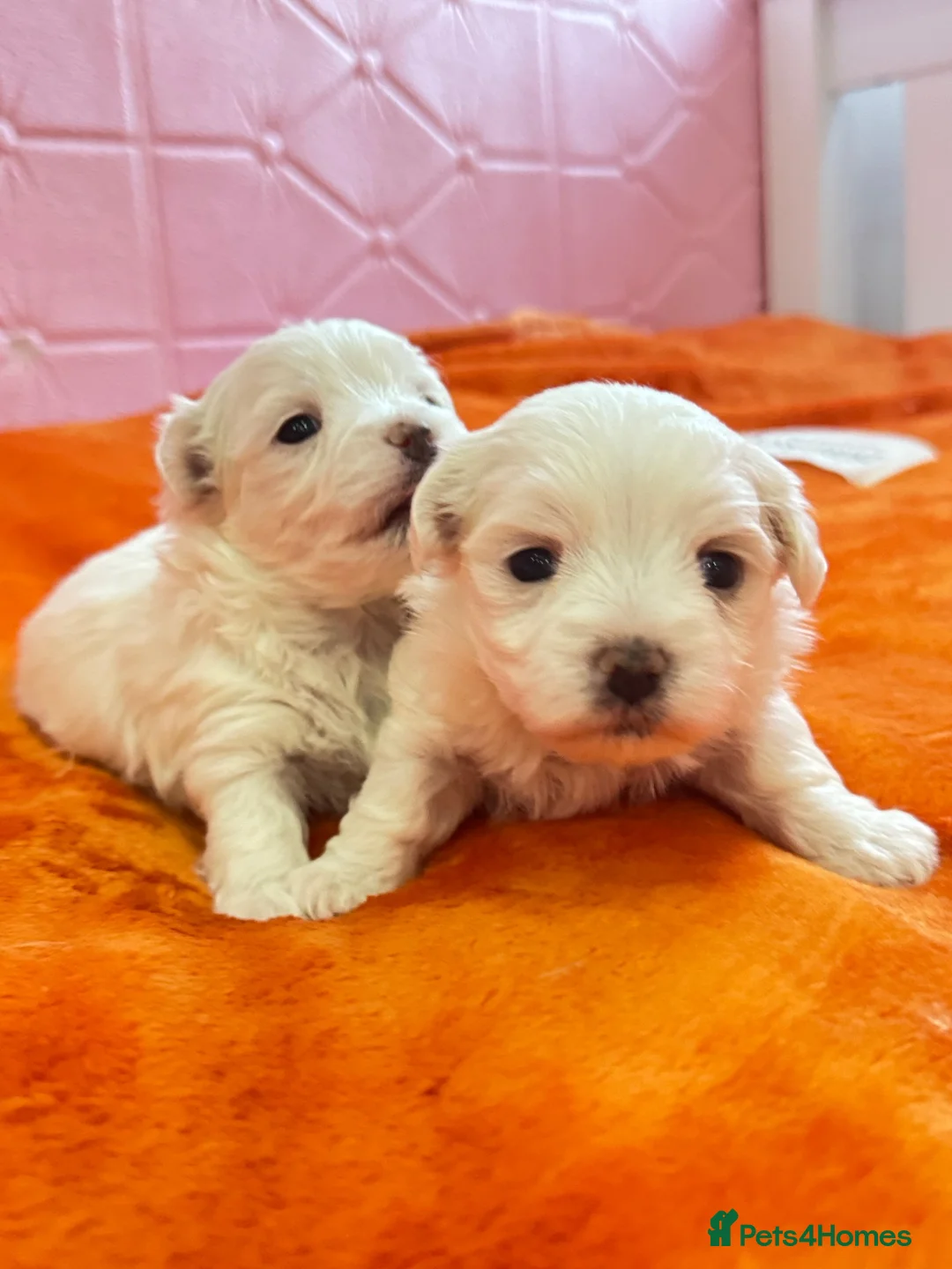 Maltese dogs for sale: 🐾💕 ADORABLE TINY PURE MALTESE - RESERVE NOW!  - Advert 1