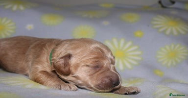 Mini Goldendoodle dogs - Advert 6