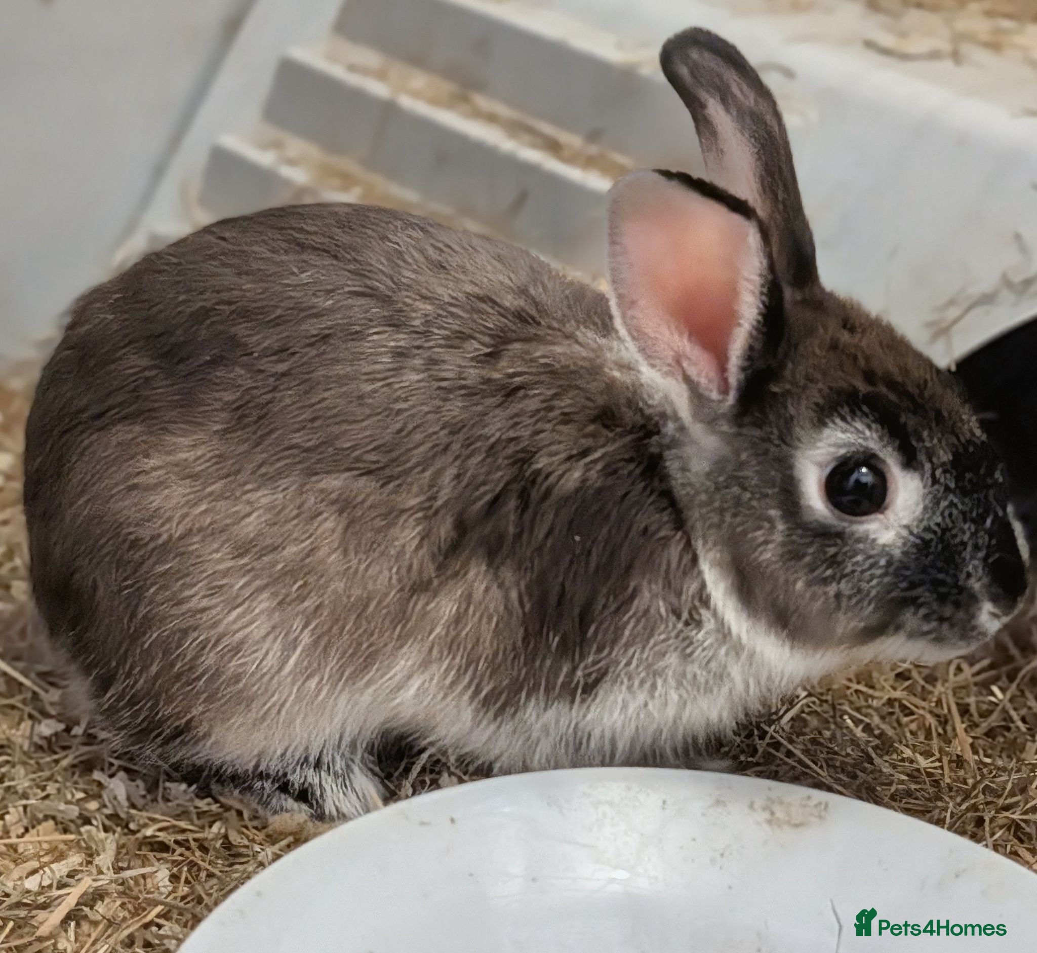 Netherland Dwarf rabbits Female Netherland Dwarf Rabbit - Advert 1