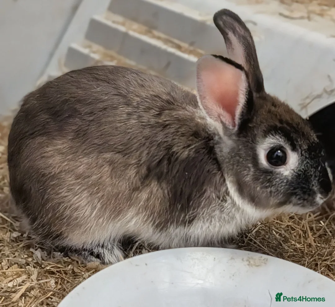 Netherland Dwarf rabbits for sale: Female Netherland Dwarf Rabbit - Advert 1