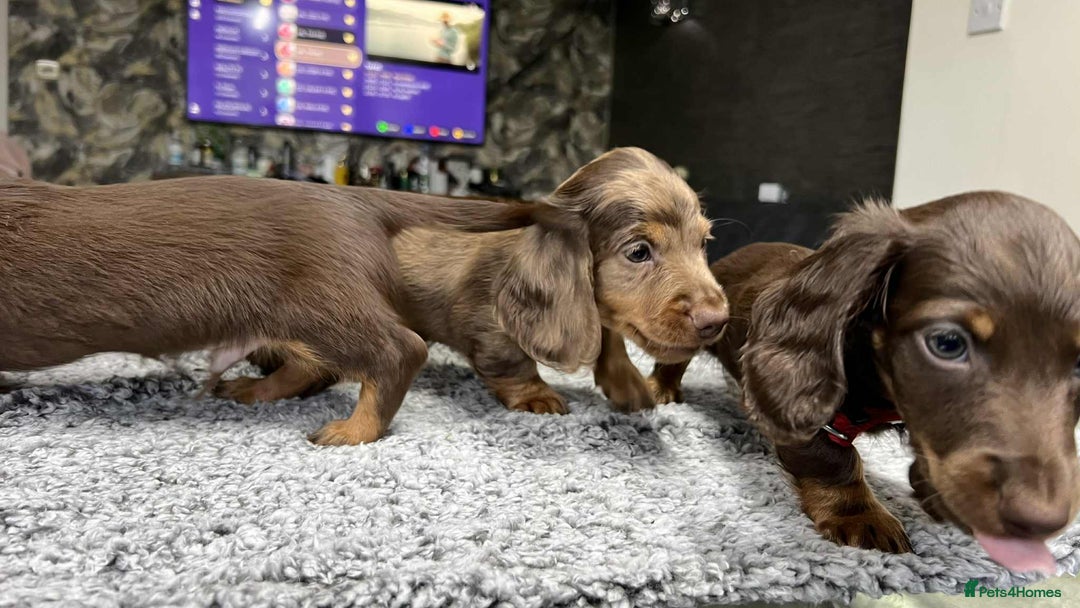 Miniature Dachshund dogs for sale: Longhaired miniature dachshund puppies KC reg. - Image 20