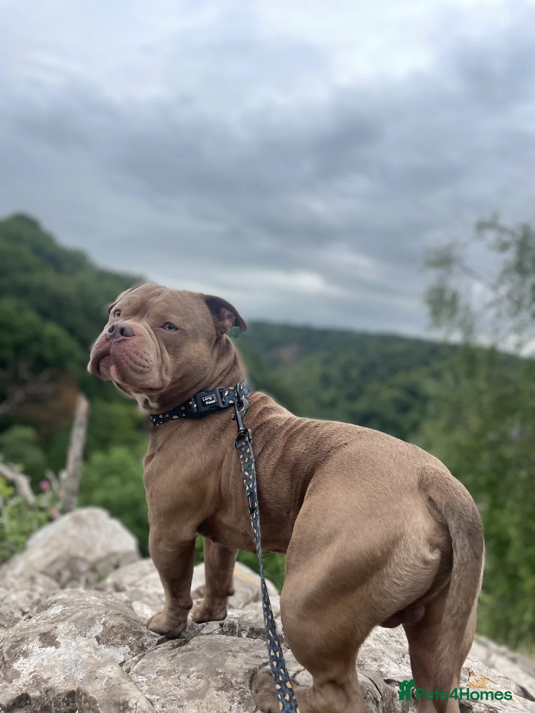 American Bully dogs for sale: Pure bread pocket bully  - Advert 7