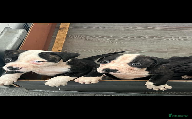 American Bulldog dogs - Advert 2