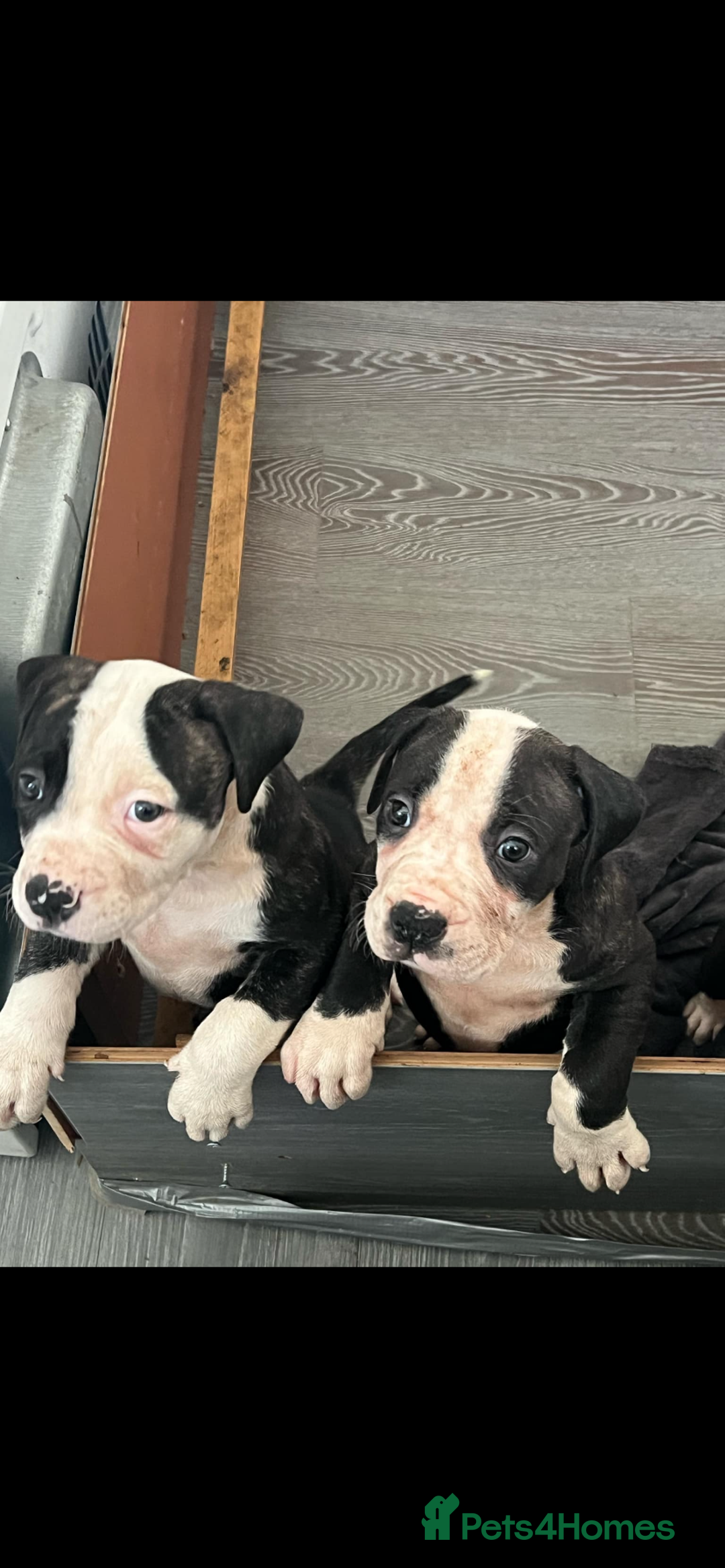 Dog Adoption American Bulldog Rehoming Bulldog Adoption Black