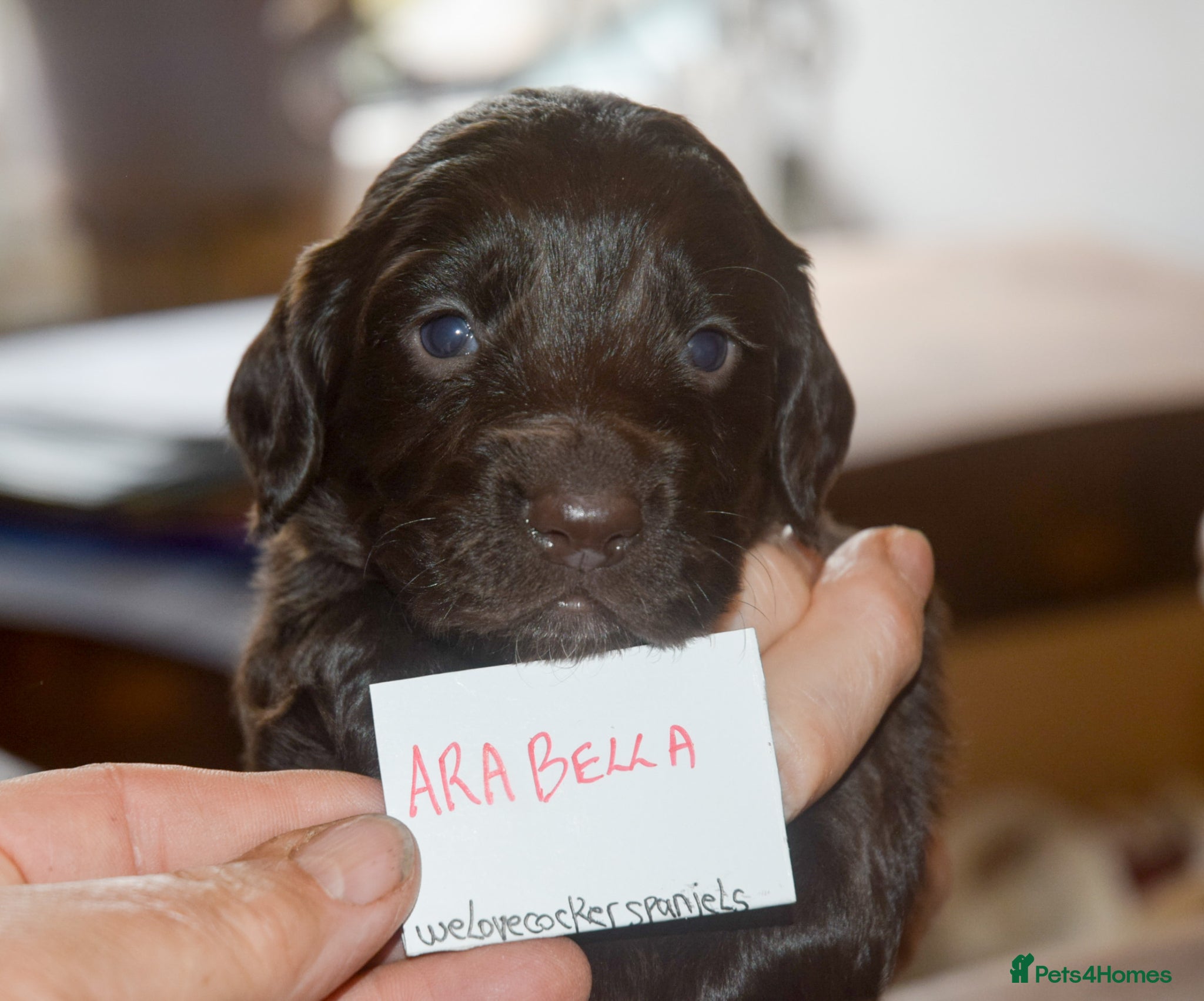 Cocker Spaniel dogs KC Reg Home bred Cocker Spaniel Pups - Advert 12