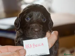 Cocker Spaniel dogs KC Reg Home bred Cocker Spaniel Pups - Advert 12