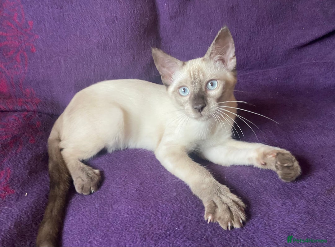 Siamese cats for sale: Beautiful Traditional Siamese Kitten - Image 2