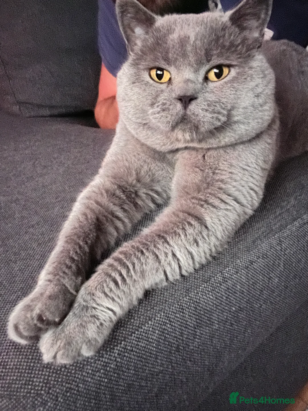 British Shorthair cats for stud: GCCF Active Registered Blue British Shorthair in Bristol - Advert 6