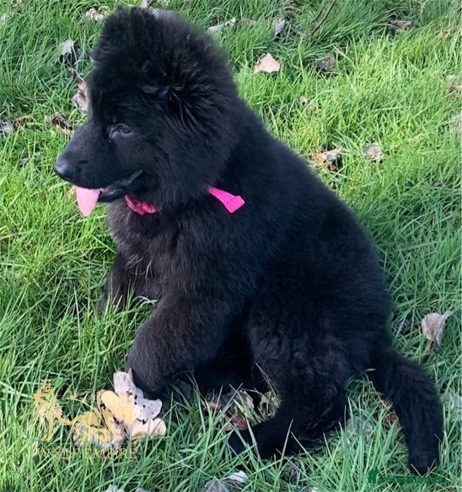 German Shepherd dogs ⭐️BEAUTIFUL solid black Girl available ⭐️ - Advert 18