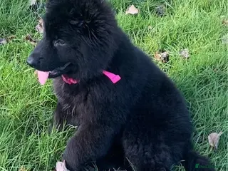 German Shepherd dogs ⭐️BEAUTIFUL solid black Girl available ⭐️ - Advert 4