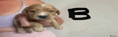 Cocker Spaniel 2