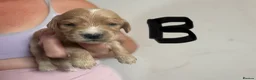 Cocker Spaniel dogs for sale: Cocker spaniel puppies in Sheffield - Advert 5