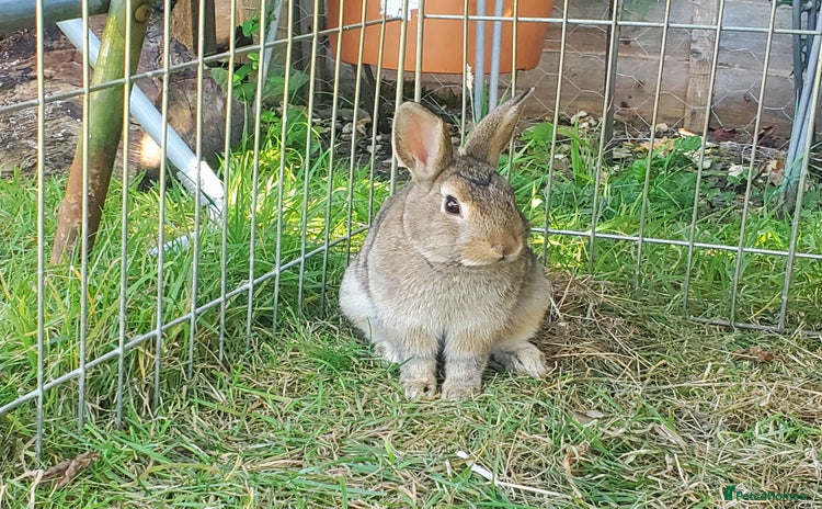 Netherland Dwarf rabbits - Advert 15