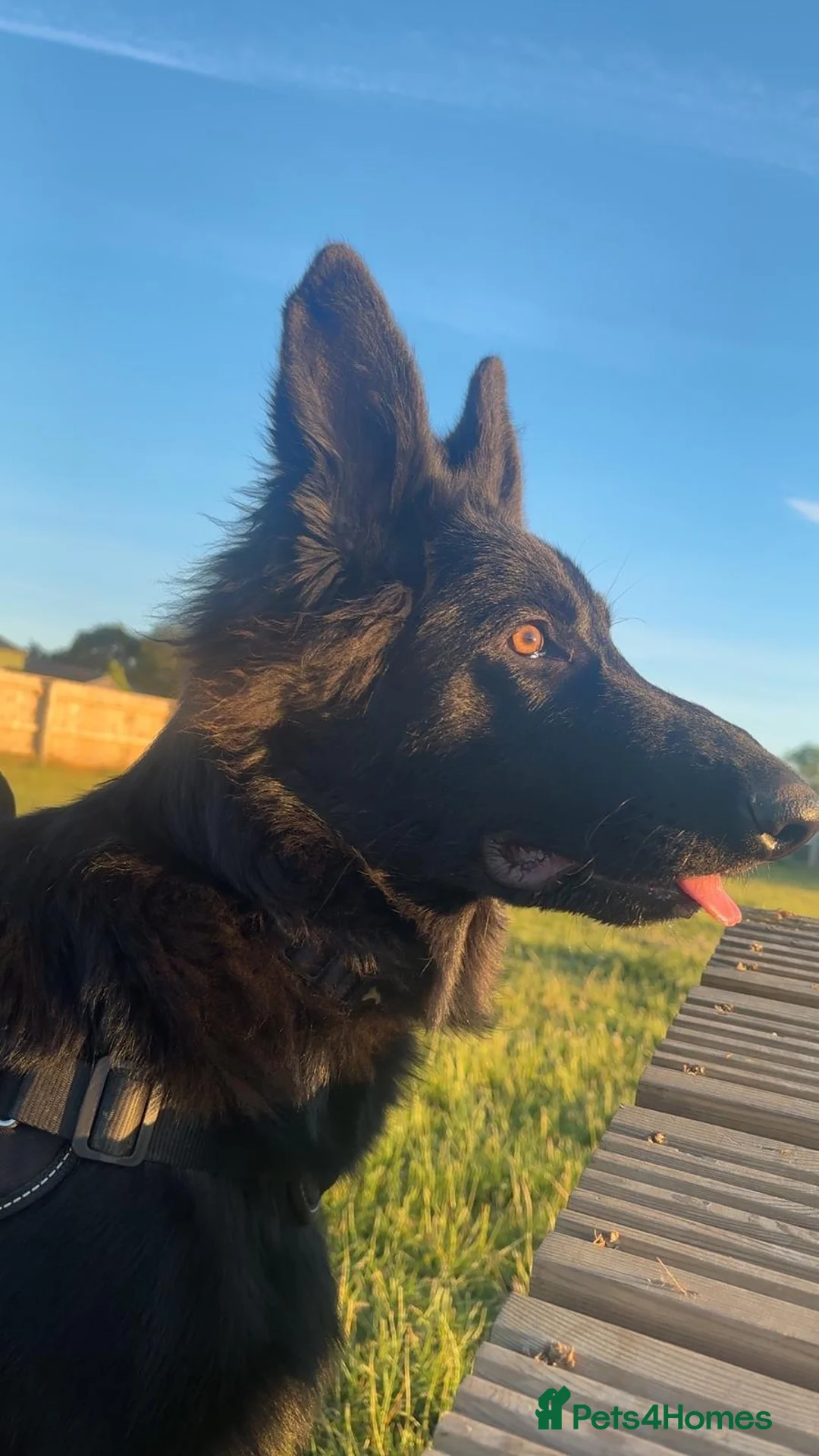 German Shepherd dogs for sale: 8 Month old brothers needing a loving forever home - Advert 2