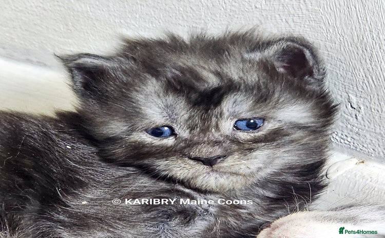 Maine Coon cats - Advert 11