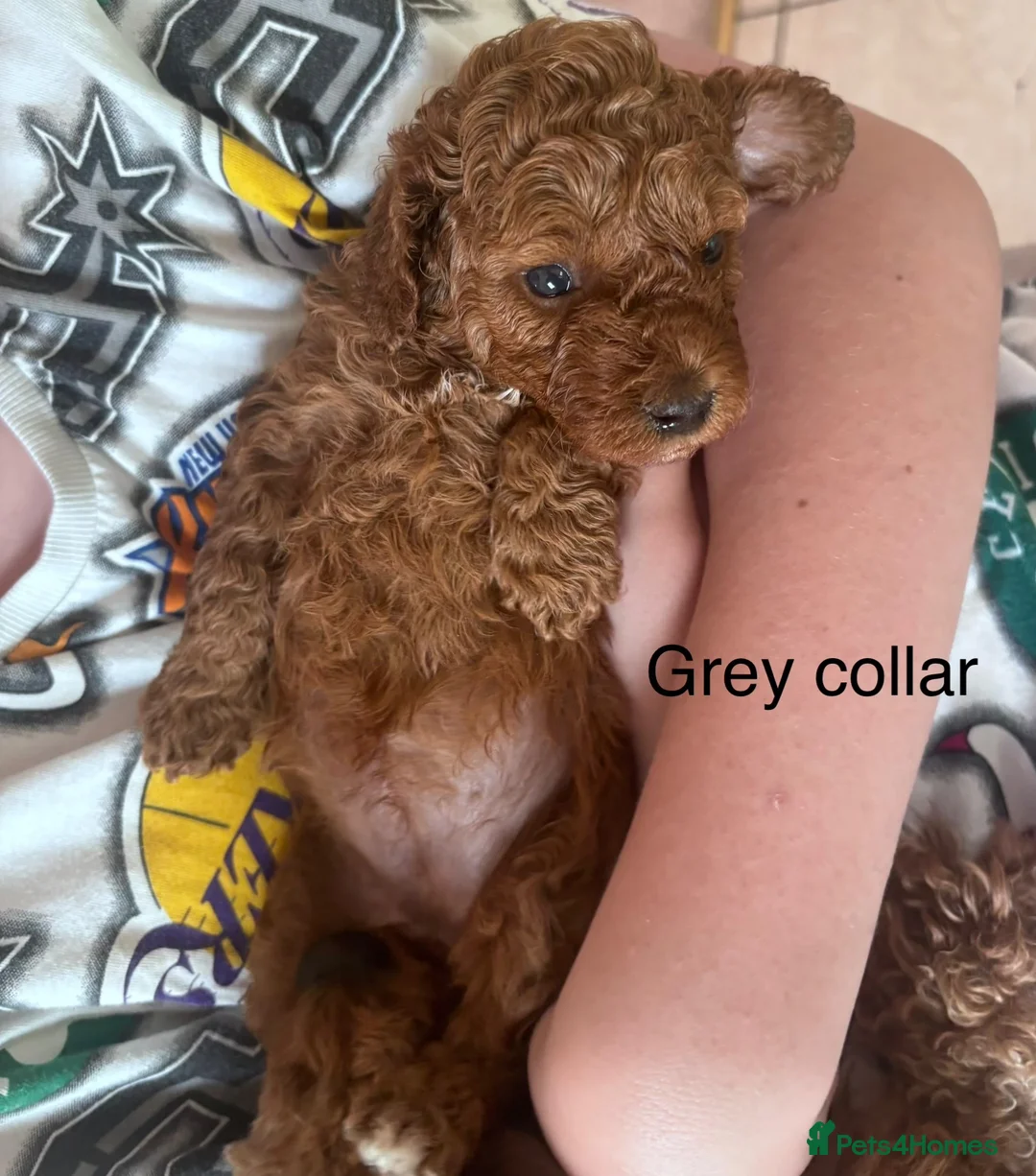 Cavapoo dogs for sale: 💕💕💕  F1 Cavapoo females Deep  Red  puppies  - Advert 16