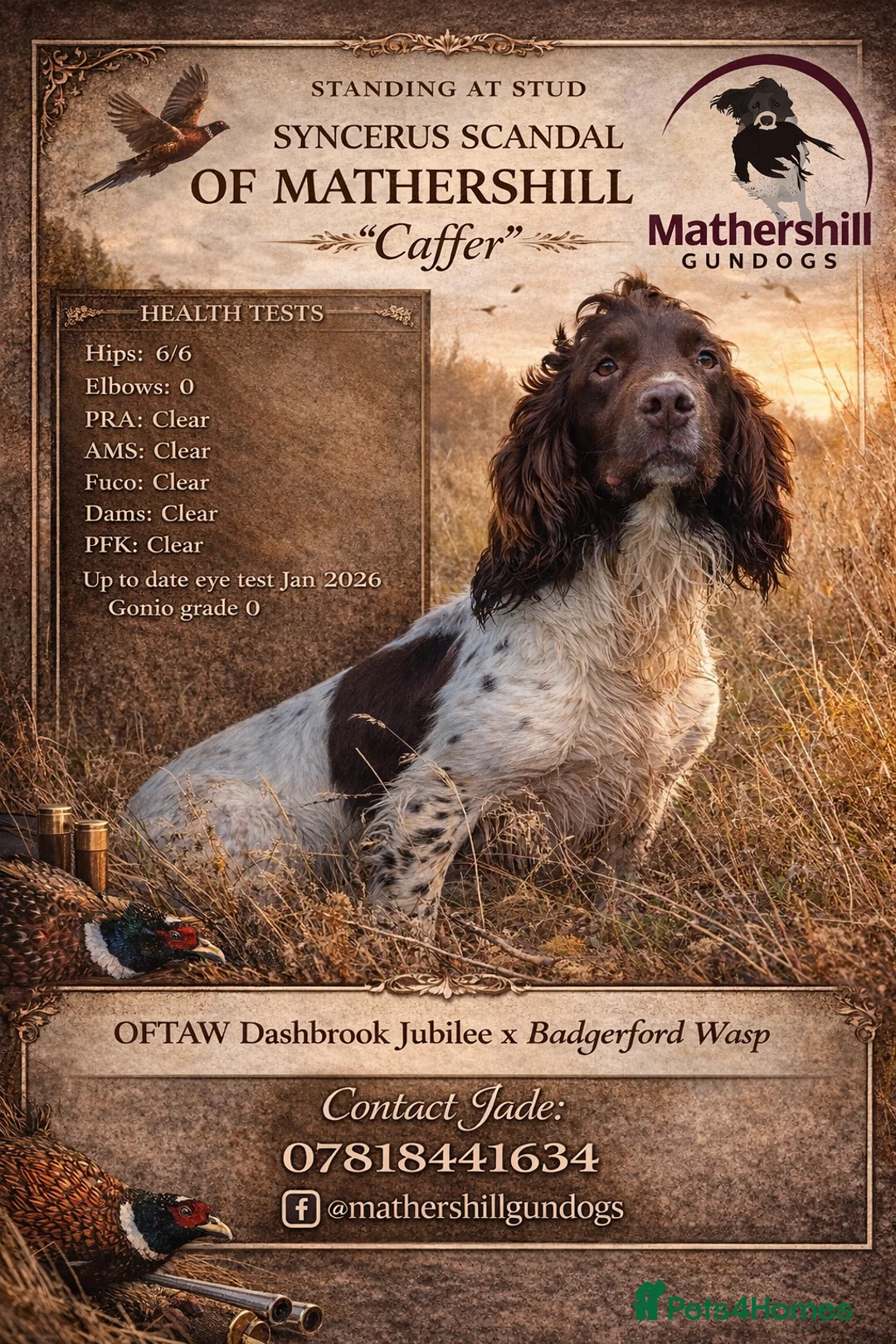 English Springer Spaniel dogs for stud: Fully Health-tested Springer Spaniel Stud Dog - Advert 2
