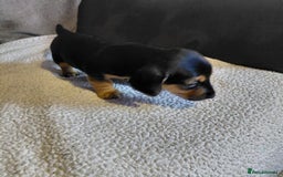 Mixed Breed dogs for sale: Dachshund x jack russle - Image 6